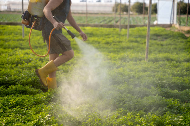 Best Ant Control Services  in West Sacramento, CA