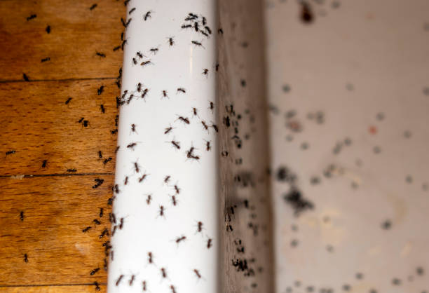 West Sacramento, CA Pest Control Company